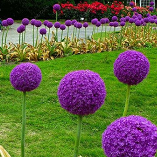 30pcs / bag gigante cipolla (Allium giganteum) seme raro fiore bel piante di fiori in vaso giardino di casa libera il trasporto Bianco