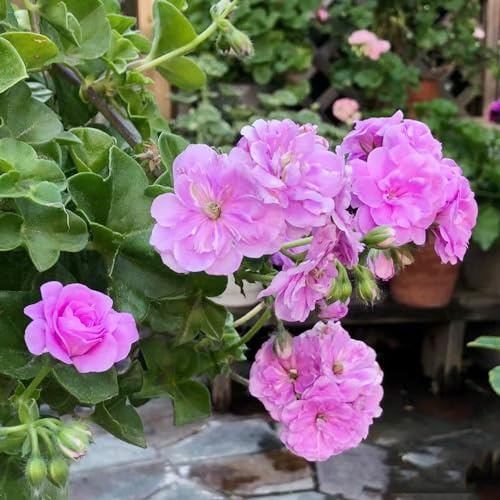 Geranien, alte sorten geschenke für gärtner blumensamen seltene wohnzimmer deko stauden winterhart mehrjährig bodendecker bio steingartenpflanzen winterhart exotische 80Samen