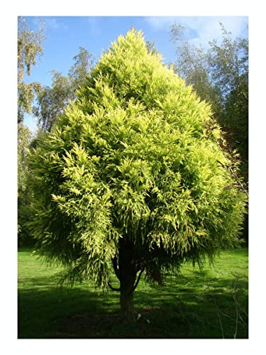 Japanese Cedar, Cryptomeria Japonica, Stunning Conifer, 10-20cm Tall