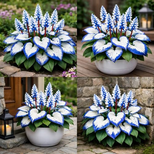 Planta Hosta con textura de terciopelo, hojas de color morado profundo con venas plateadas, ornamental tolerante a la sombra para patio, que crece rápido, tallado de jade dorado, 2 raíces, Cresiano