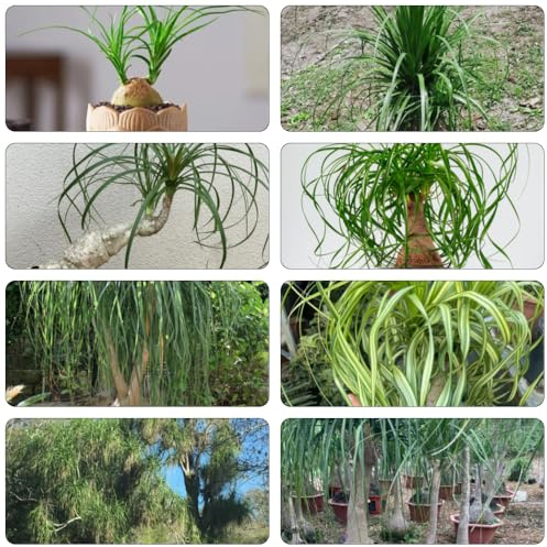 elefantenfuß winterharte stauden mehrjährig balkongarten dekopflanzen gewächshaus balkon zimmerbonsai bonsai hochbeet balkon indoor garten hochbeete für garten exotische 300samen