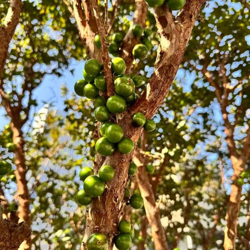 jabuticaba - semi giardino semi balcone con ufficio 80pcs