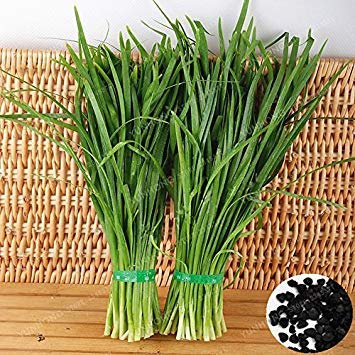 Cinesi della erba cipollina Seeds sano e nutriente verde cibo biologico vegetale Allium tuberosum aglio erba cipollina Semi Heirloom 100 PCS