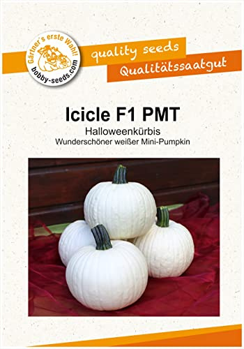 Kürbissamen Icicle F1 Portion