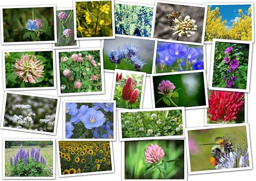Blütenzauber Bienenweide (15 Sorten) Samen. Blumenwiese, Wildblumen, Blumensamen (400m² = 1Kg)