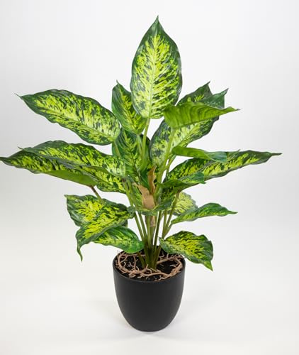 Seidenblumen Roß Dieffenbachia 50cm im Topf ZF künstliche Pflanzen Kunstpflanzen Dekopflanzen (50cm - Dieffenbachia)