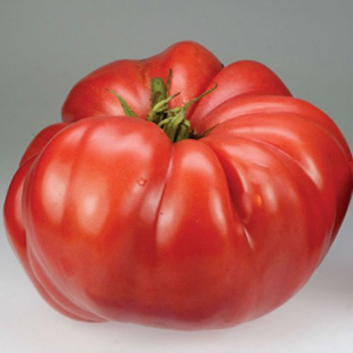 Crimson géant Graines de tomate! RARE HEIRLOOM énorme!