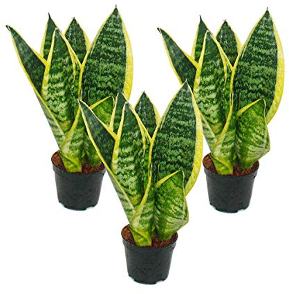 3er Set Sanseveria laurentii trafasciata 9cm Topf 20-25cm