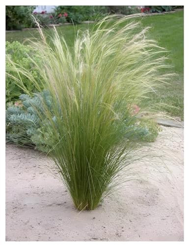 Stauden Gänge 1 x Stipa tenuissima 'Pony Tails' im 1 Liter Topf (Ziergras/Gräser/Winterhart/Mehrjährig/Staude/Stauden) Federgras - Leichtigkeit und Eleganz in jedem Garten