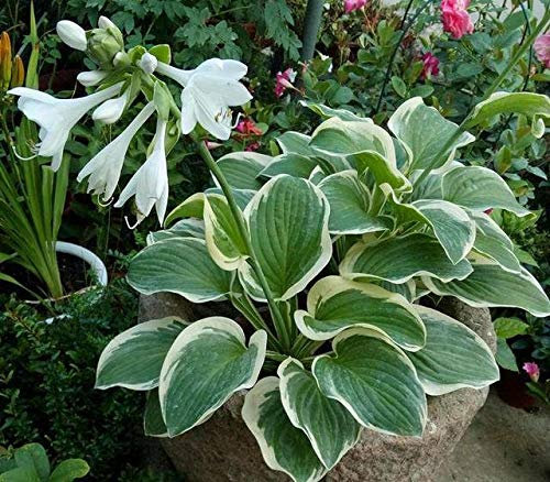 Hosta pflanze winterhart,hosta pflanze winterhart,Colori splendidi per un valore visivo-1,10Bulbis