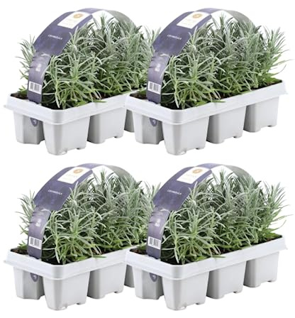 Plants by Frank | 24 Plantes de lavande vraie | Lavandula angustifolia | Ø 7 cm, 15 cm | Plantes vivaces | Idéales en bordure, en massifs et en pots | Plantes d’extérieur | Jardin