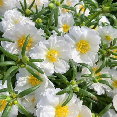 rosa Portulaca Cubresuelos resistentes trepadoras jardín de rocas de jardín interior trepadoras raras en en el balcón balcón 65semillas