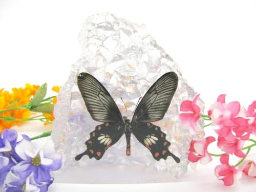 In Kunstharz gegossene Schmetterlinge, Insekten, Skorpione und mehr. Briefbeschwerer, Icemountain, nicht scharfkantig (Schmetterling 09)