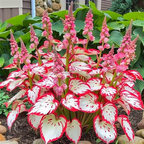 Eine winterharte, mehrjährige Hosta mit seltenen Farben, eine elegante Gartendekoration, geeignet für drinnen und draußen-4 Wurzel-H