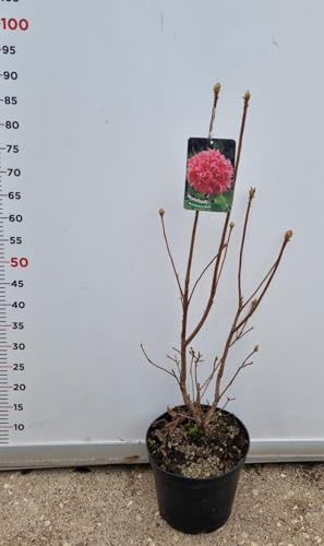 Planta Azalea Mollis-Knaphll Jarrón 22 CM (Foto Real) Colores Mezclar