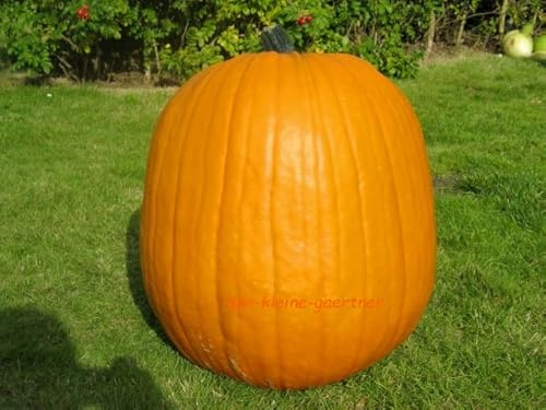 Halloweenkürbis Kürbis XXL Riesenkürbis Speisekürbis essbar Gemüsesamen Kürbissamen 10 Samen von der-kleine-gaertner