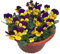 200 Pezzi Semi di viola del pensiero Fiori colorati e carini Semi di cimelio perenni di piante da fiore decorative nel giardino Balcone Recinzione Cortile Piantagione efficiente all'aperto