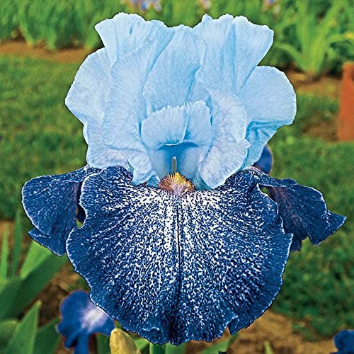 3x Iris Bulbi Esotico Rara Specie Rifiorente Arcobaleno Dea Splendido Incantevole Incantevole Invernante
