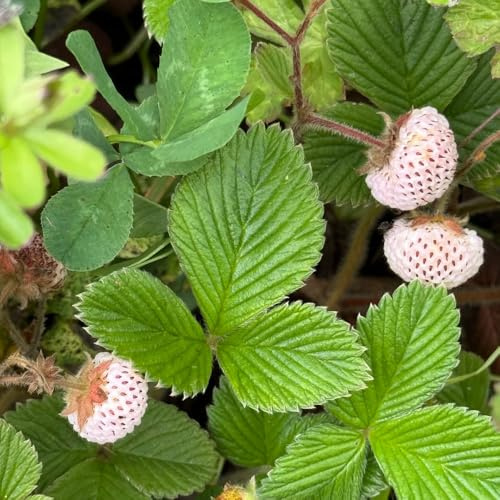 semi di fragola selvatica - rampicanti balcone fragola selvatica resistenti in vaso biologico, varietà antiche rampicanti esterno in 550pcs