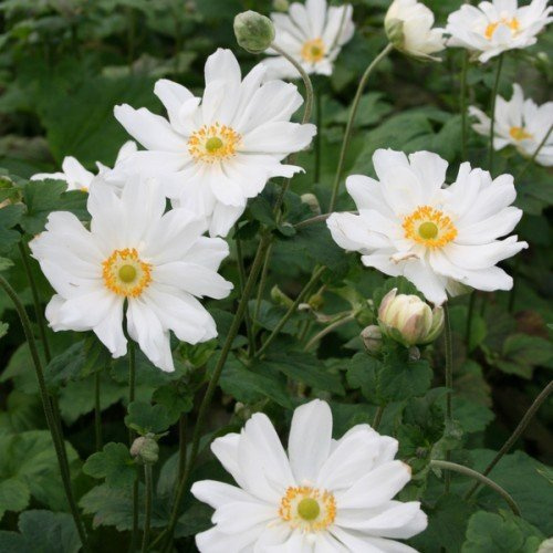 Anemone japonica 'Whirlwind' im 2L Topf – Winterhart, Mehrjährig & Pflegeleicht – Herbst-Anemone – Staude für Beet & Rabatte