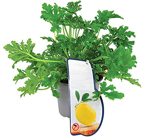 Lemon Scented Geranium - Pelargonium Citronella Geranium in a 12cm Pot