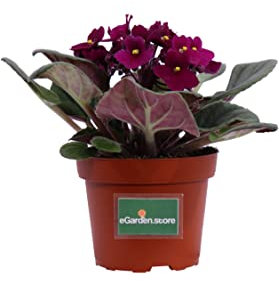Pianta di Violetta Africana Pianta di Saintpaulia pianta da interno fiorita pianta da fiore pianta ornamentale di Violetta pianta vera venduta da eGarden.store (Fucsia)