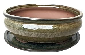 Macetas de cerámica esmaltada para bonsái con bandejas de goteo a juego (verde oliva, 26 cm)