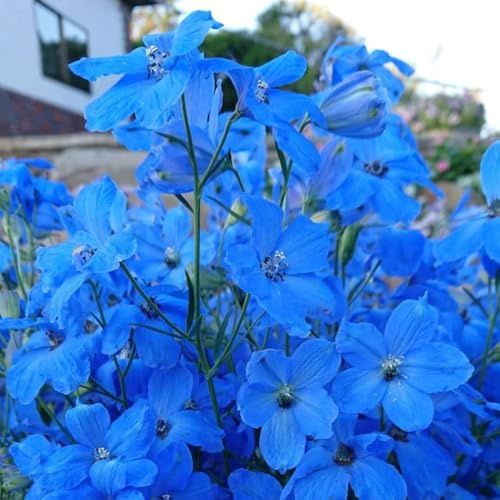 rittersporn, delphinium blumenbeet, exotische winterhart kletterpflanzen, bio frühlingsblume 30samen