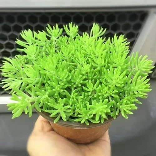 semillas de sedum, decoración cama elevada orgánicas jardín 450pcs