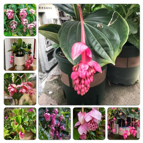 Medinilla magnifica - jardín de colgantes, 300semillas