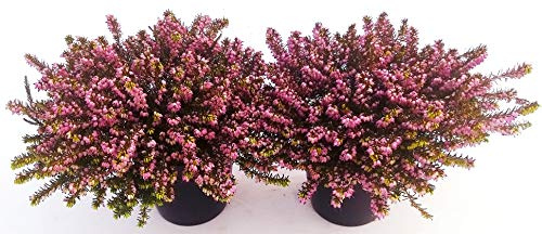 POWERS TO FLOWERS - ERICA CARNEA DARLEYENSIS ROSSO - VIOLA 2 PIANTE, IN VASO CERAMICA NERO OPACO, piante vere