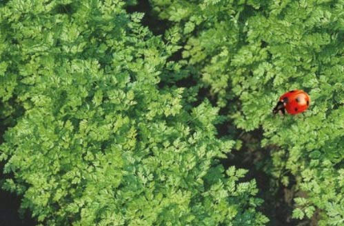 Pcs - 40x Chervil EKO - Chervil Seeds Vegetables Garden KS470 - Seeds & Plants Shop by Ipsa