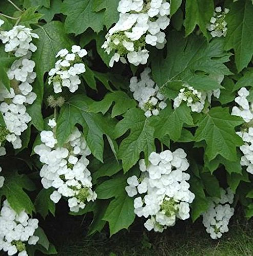 Eichenblättrige Hortensie Snowflake 30-40cm - Hydrangea quercifolia - lebende Gartenpflanze aus den Baumschulen