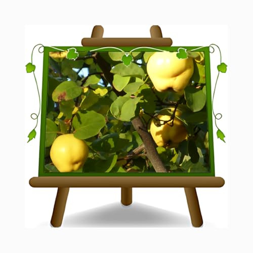 EURO PLANTS VIVAI Cognassier var. Champion – plante fruitière pot de 26 cm Hauteur maximale 180 cm – Âge : 4 ans