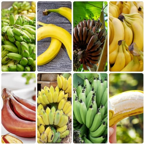 semi di banana di banano siepi, arbusti, decorazioni per il soggiorno banane arbusti a crescita balcone esotico e resistente all'inverno da appartamento per luoghi 60pcs