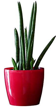 botle Pot de Fleur Rond Cache Pot en Plastique Jardiniere pour Plantes Plantes Exteerieures et Interieures Pot Brillant Rouge D 260 mm H 104 mm