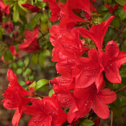semillas de rododendro de perennes, resistentes y elevadas, azalea, arbustos de rápido crecimiento 50pcs