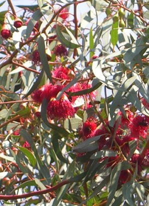 Seedeo Weisser Eucalyptus (Eucalyptus leucoxylon rosea) 200 Samen