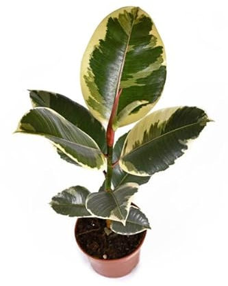 Ficus Elastica Tineke Natural Árbol de Grandes Hojas Ovaladas