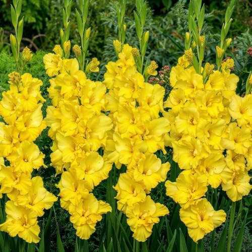 Gladioles Bulbes Jaune Collection - 10 Bulbes de Fleurs à Planter Exterieur - Plantes Vivaces Exterieur - Rustique - Naturelle Plantes de Hollande (pas de graines, non artificiels)