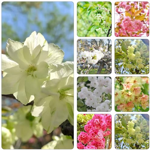 kirschblüten bonsai topf frühlingsblumen baumsamen garten hochbeet dekopflanzen gewächshaus balkon sträucher winterhart blühend blumenwiese herbstaussaat mehrjährig balkonpflanzen 200samen