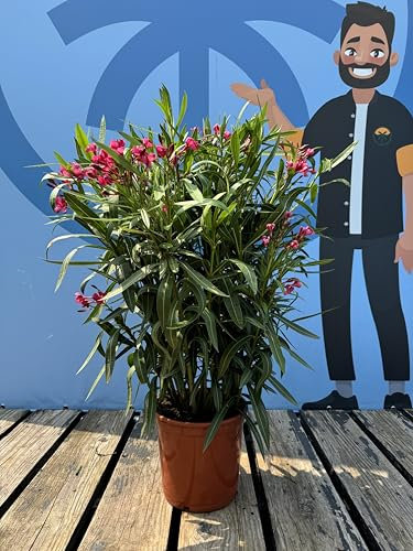 Sunny Tree - Pflanze - Oleander - Nerium Oleander - Farbe Rot - Höhe 100-120 cm - für draußen - Immergrün im Winter