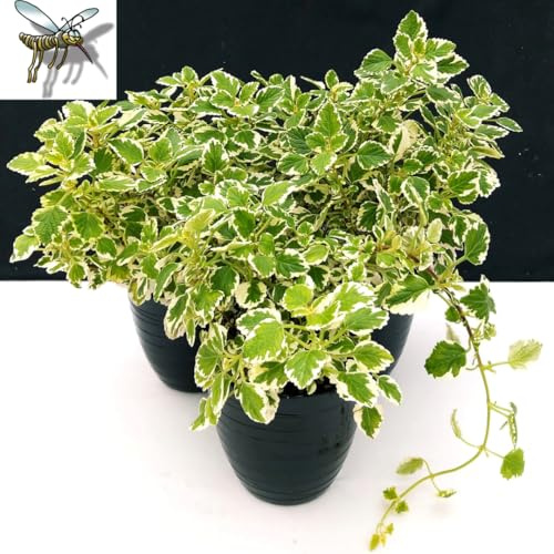 POWERS TO FLOWERS - INCENSO, PLECTRANTHUS IN VASO 14cm, 3 PIANTE, piante vere