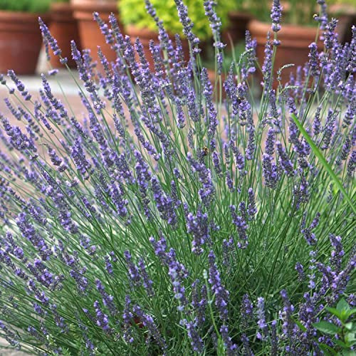 GARTEN SCHLÜTER® 3 x Lavendel 'Phenomenal (Niko)' Lavandula angustifolia | 3 winterharte Pflanzen im Topf mit leuchtend weißen Blüten als Hecke oder Busch