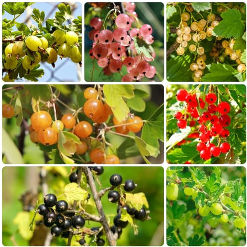 Semi di uva spina - uva spina - ribes sapote, resistenti da appartamento, colonnari, 250pcs