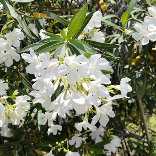 semi di oleandro - ufficio balcone perenni resistenti biologici tappezzanti giardino esterni rampicante 40pcs