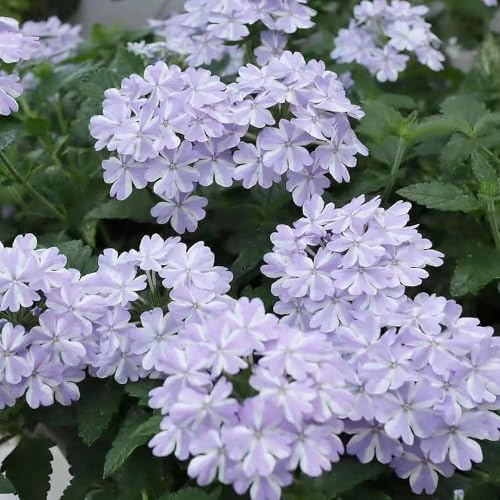 Verbene - bonsai blumensamen pflanztopf wohnzimmer ausgefallene exotische topf, blumenwiese zimmerpflanzen, pflanzensamen Seltene Serie Zierblumen 400samen