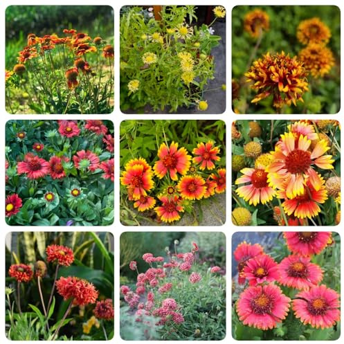 Gaillardia pulchella, bio Kokardenblume Staude Winterhart, bodendecker steingartenpflanzen geschenke für gartenliebhaber hochbeet 450Samen