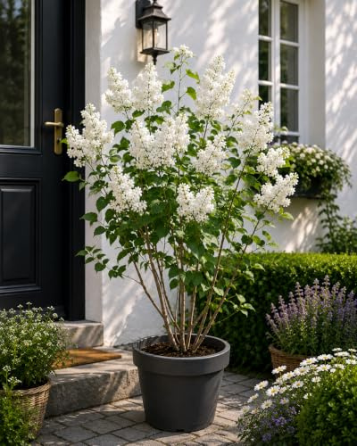 Syringa vulgaris Alba vit syren ca 100 cm – vinterhård ädel-syren, starkt doftande trädgårdsbuske, vita blommor, bivide, solitär och häckväxt för trädgård och terrass