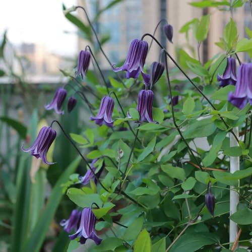 clematide autunnali, resistenti, di clematide Coltivare da giardino sul balcone da giardino interno in vaso, di selvatici, 6bulbi